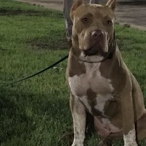 Meet your Posher, Joybug